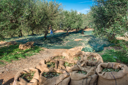 Lamda Estate Griechisches Olivenöl extra nativ Peleponnes 5 Liter - Limitierte Vorbestellung: Frisches Olivenöl in 3-4 Wochen geliefert