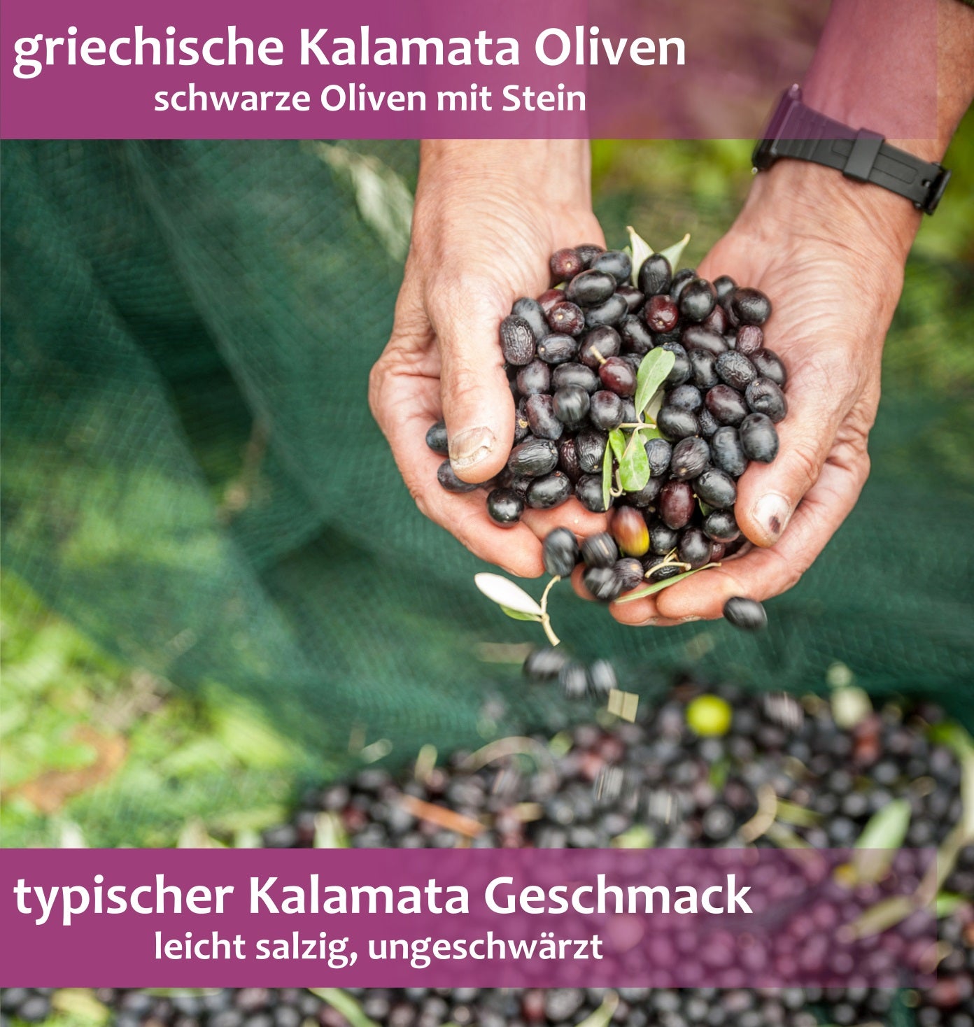 Lamda Estate – Griechisches Oliven Probierpaket 1kg | Neue Ernte 2025, Kalamata & Grüne Oliven