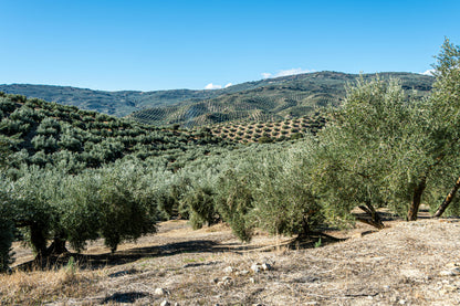 Kreta Olivenöl 1 Liter Kanister + Kalamata Oliven Vakuum 250g Probierset