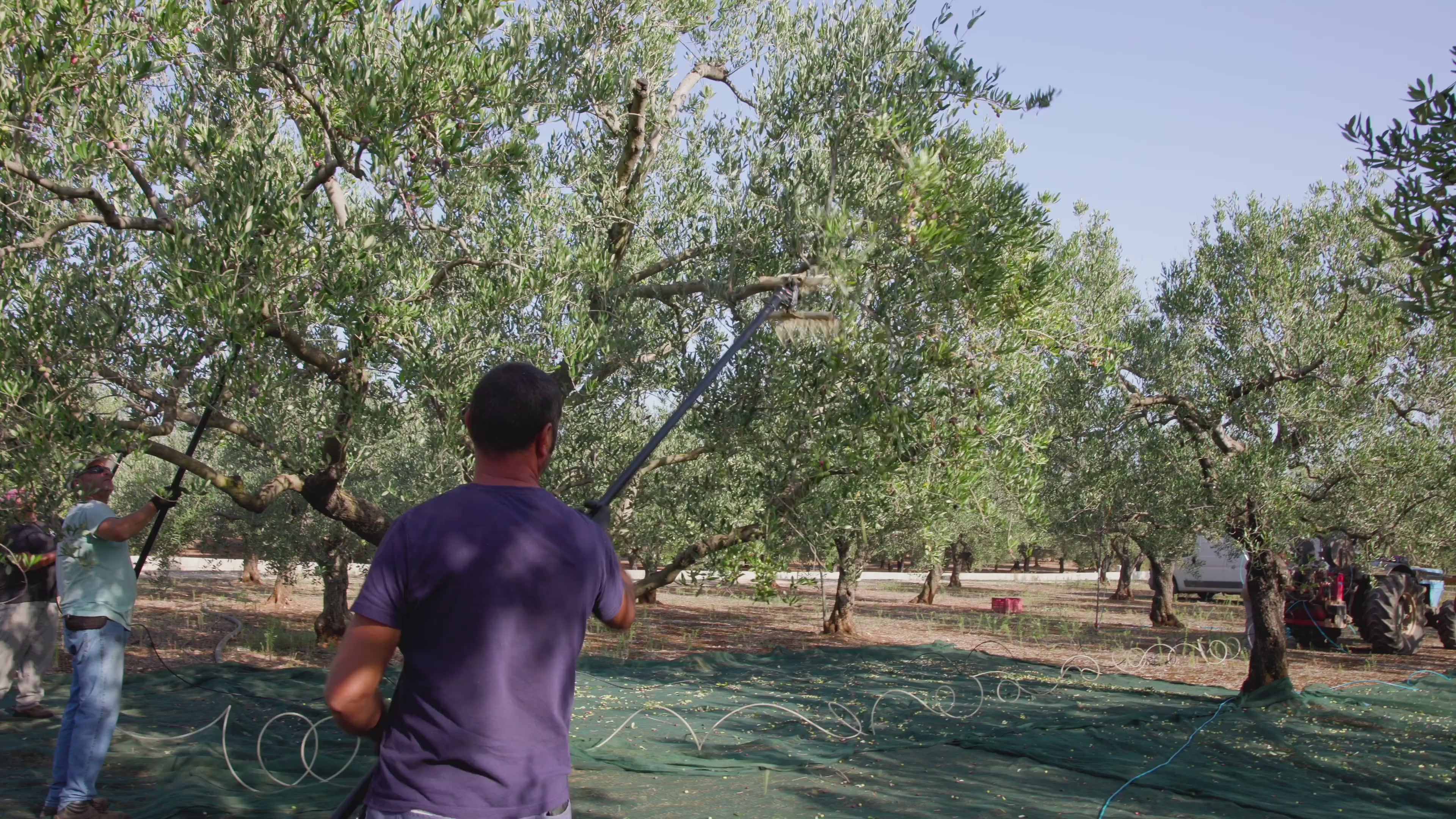 Video laden: Oliven Ernte, die Oliven werden vorsichtig von den Bäumen gepflückt oder mit speziellen Rechen herabgestreift.